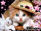 kitty