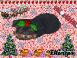 peanut x-mas 2