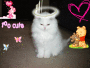 My sister's kitty no.2!