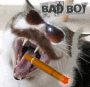 bad kitty