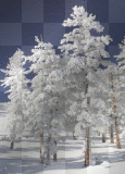 snow tree snow tree