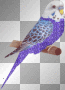 budgie budgie