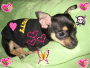 cute puppy cute puppy