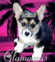 Dog Dog