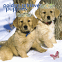 Golden Retriever Puppies Golden Retriever Puppies