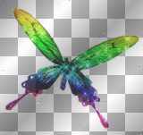 Rainbow butterfly