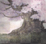 Cherry Blossom (sakura) Cherry Blossom (sakura)