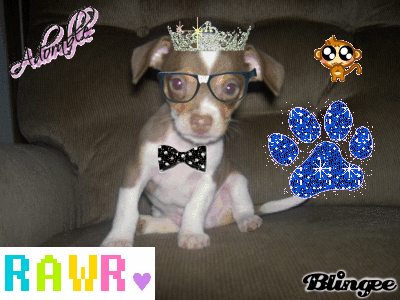 this is my other pup his name is james dean this is my other pup his name is james dean