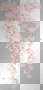 pink flowers