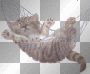 Cat in a hammok^^