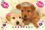 cute dogs
