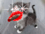 chaton