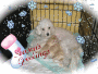mapoodles