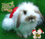 Santa Bunny Santa Bunny
