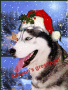 golden boy's xmas
