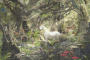 fantasy woods