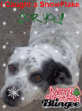 mutsy caught a snowflake1