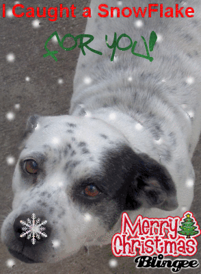 mutsy caught a snowflake1 mutsy caught a snowflake1