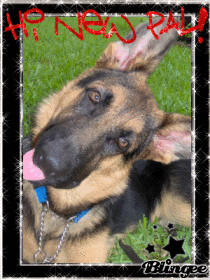 new pal for rocko!