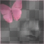 butterfly butterfly