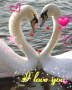 cigni love