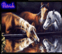 horses