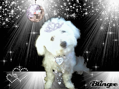 Fancy Daisy