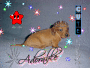 A dog
