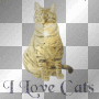 i love cats