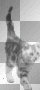 walking cat