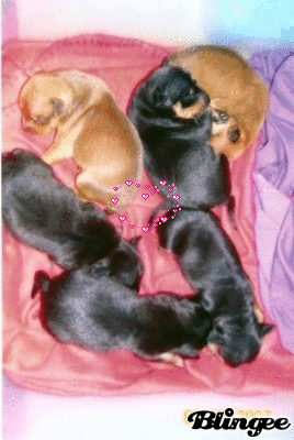 binky's pups binky's pups