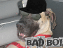 Great Dane