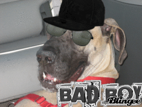 Great Dane