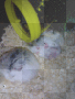 bibi, vivi, babi