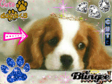 puppy
