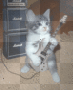elvis cat