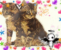 Logo Piczo