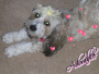suzipup