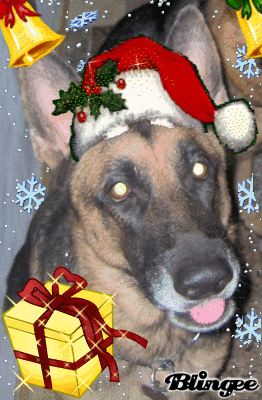 ZASHA CHRISTMAS