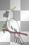 Cockatoo