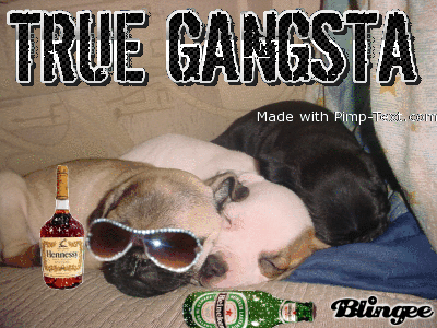 gangster pug gangsta pugs picture 36615104 blingee gangster pug gangsta pugs picture 36615104 blingee