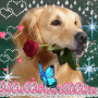 Gentle creatures Gentle creatures