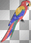Macaw