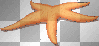 Starfish