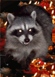 Raccoonoo Raccoonoo