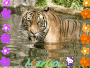 tigre