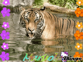 tigre