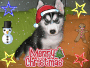 cute dog