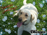 seasons greetings