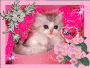 MS KITTY MS KITTY
